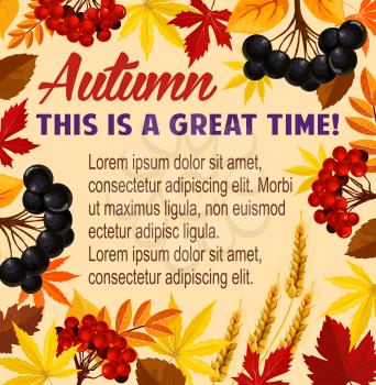 Autumn poster of fall foliage, rowan berry harvest and wheat or rye grain. Vector design of falling maple, chestnut or birch and polar tree leaf with oak acorns for autumn seasonal greeting