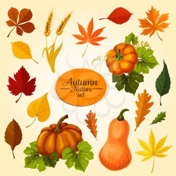Autumn vegetable and fallen leaf icon set. Fall season harvest pumpkin veggies, maple, oak and chestnut leaf, wheat ears, orange and red foliage of birch, elm for autumn nature themes design