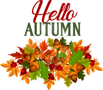 Hello Autumn poster or greeting card of maple leaf or rowanberry foliage and oak acorn, dog-rose berry or fruit and aspen or chestnut leaves. Vector design for autumn seasonal holiday