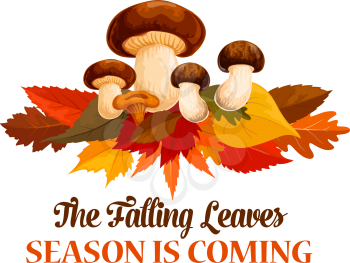 Autumn season is coming poster or greeting card of falling leaves and forest mushroom harvest. Vector fall time cep porcini and chanterelle on maple, birch or chestnut leaf for autumn seasonal holiday