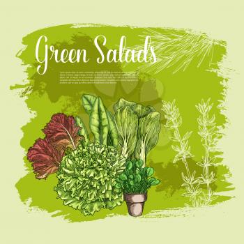 Salads and lettuces vector poster. Farm fresh leafy vegetables of gotukola and spinach or sorrel, arugula and oakleaf or corn salad, watercress with and swiss chard cabbage or chicory veggie harvest