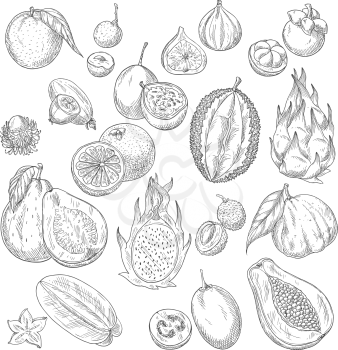Exotic fruits sketch of papaya andmango, figs and avocado, passionfruit maracuya and carambola, durian and guava or feijoa, lichee, mangosteen or rambutan. Vector whole and cut slice fruits