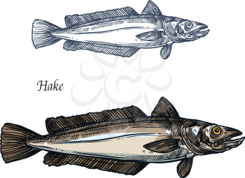 Hake fish, seafood isolated sketch. Deep sea predatory animal european hake for fish market label, fishery industry or fishing club symbol, seafood recipe themes design