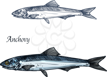 Anchovy fish isolated sketch. European anchovy, small saltwater forage fish symbol for seafood and fish market label, fishery industry themes design