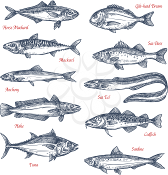 Fish species sketch icons set. Vector isolated horse mackerel, gilt-head bream or sea bass and anchovy, ocean eel, hake or codfish and sardine with for seafood or fish market or fishing sport design