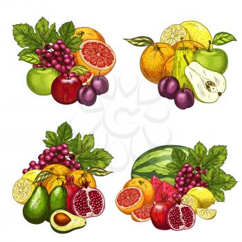Fruits bunches icons set. Vector farm harvest of red grape, watermelon or melon, juicy plum or kiwi and exotic avocado and tropical grapefruit, garden apple, apricot or pear and peach or pomegranate