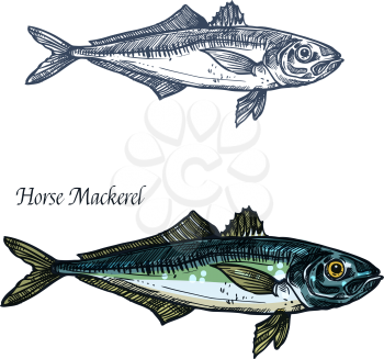 Horse mackerel fish vector sketch icon. Isolated sea or ocean scomber or scombridae species of marine fauna animal symbol for zoology, seafood or fish food restaurant, fishing club or fishery market