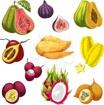 Exotic and tropical fruit vector watercolor illustration. Fresh mango, fig and papaya, guava, carambola and passion fruit, lychee, tamarillo and dragon fruit icon for food, drink and juice design