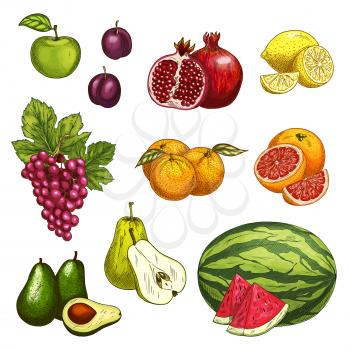 Fruit isolated sketch set of fresh sweet berry. Green apple, orange and lemon, watermelon, grapes and pear, plum, avocado, grapefruit and pomegranate fruit with slice for natural juice and food design