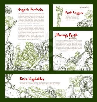 Vegetable sketch banner of cabbage and veggies. Cabbage, broccoli and onion, eggplant, garlic and radish, potato, zucchini, beet, asparagus and brussel sprouts, squash, romanesco poster design