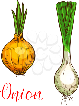 Onion leek sketch icon. Vector isolated symbol of fresh garlic, scallion or farm grown vegetarian shallot and chives vegetable root and sprout for veggie salad or grocery store and market design
