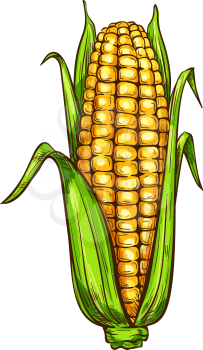 Maize corn sketch icon. Vector isolated symbol of grain plant corn cob or corncob ear vegetable with leaves for veggie salad or vegetarian grocery store and market design