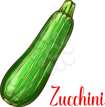 Zucchini squash sketch icon. Vector isolated symbol of fresh courgette marrow farm grown vegetarian vegetable fruit for veggie salad or grocery store and market design