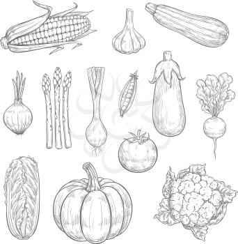 Vegetables sketch icons and natural veggies. Vector isolated set of farm harvest zucchini, carrot or pumpkin and pepper, garden eggplant, radish or tomato and cucumber or cauliflower cabbage