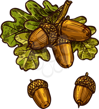 Oak acorn and leaf sketch icon for Thanksgiving traditional greeting card design template. Vector isolated acorns and oak leaves for October Thanksgiving autumn season holiday celebration