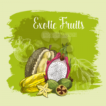 Fresh exotic fruits poster for fruit shop. Vector harvest of tropical durian, carambola star fruit or feijoa and juicy dragon fruit pithaya, mangosteen or rambutan and citrus grapefruit or pomelo