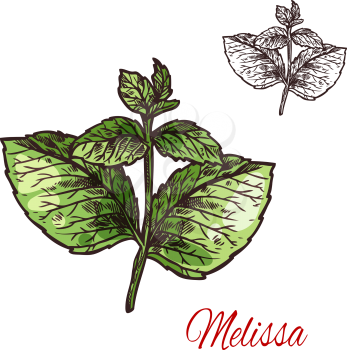 Melissa branch sketch of medical plant and aroma herb. Lemon balm twig with green leaf, natural ingredient for herbal medicine, drink flavoring, aromatherapy and essential oil label design