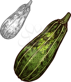 Zucchini vegetable isolated sketch of freshly harvested courgette. Green summer squash with yellow stripes for agriculture and vegetarian food themes, farm market and grocery label design