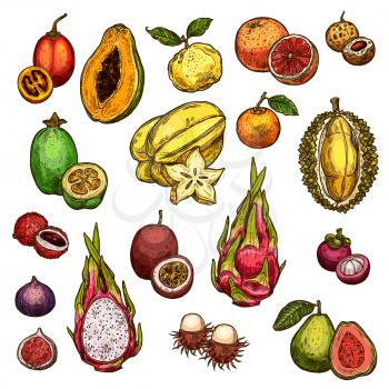 Exotic fruits isolated icons of grapefruit, mandarin and guava, papaya or figs, passion fruit and dragon fruit (Pitaya). Vector sketch of litchi and carambola, durian or feijoa, mangosteen, longan and rambutan, tamarillo or juzu