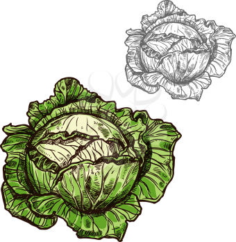 Cabbage sketch icon. Vector isolated symbol of fresh farm grown vegetarian white cabbage or patisony vegetable fruit for veggie salad or grocery store and market design