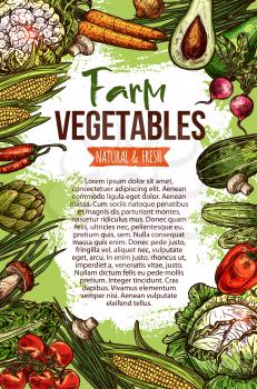 Vegetables and natural farm veggie organic products sketch poster. Vector cabbage, zucchini squash or avocado and cucumber, cauliflower and carrot or radish and tomato, fresh pumpkin and garlic
