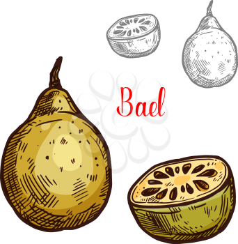 Bael yellow tropical fruit sketch. Vector botanical design of matoon or stone apple whole or cut with seed for farm fruit market, juice or jam package