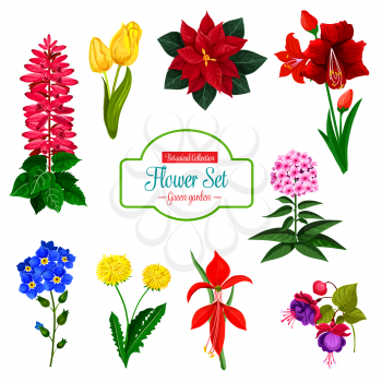 Flower icon set of spring garden and house flowering plant. Tulip, dandelion and phlox, forget-me-not, poinsettia and delphinium, hippeastrum, fuchsia and amaryllis blossom bouquet with green leaf