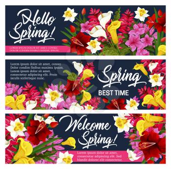 Spring flower greeting banner for Springtime holiday celebration design. Blooming garden plant poster of daffodil, tulip and calla lily, iris, azalea and freesia with yellow, red and white blossom