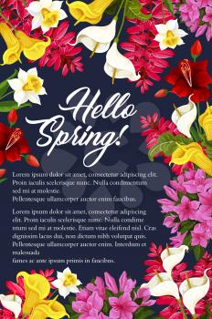 Hello Spring floral poster of daffodils, tulips or garden blooming callas. Vector springtime greeting card design of pink and purple spring flowers bunches of blooming lilac or hibiscus blossoms