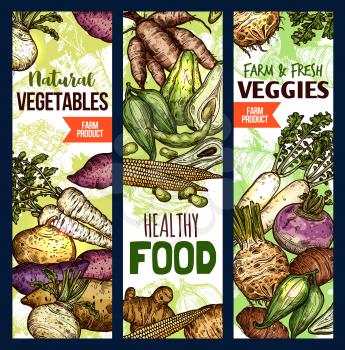 Vegetables healthy food sketch banners. Vector potato and beetroot, celery and arracacia, avocado and peas, corn and beans, jicama. Exotic farm products, vegetarian or vegan diet