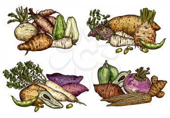 Exotic vegetables and beans icons of fresh farm food product. Radish, celery and corn, parsnip, turnip and sweet potato, bean, yam and arracacia, rutabaga, cassava, jicama and caigua veggies sketch