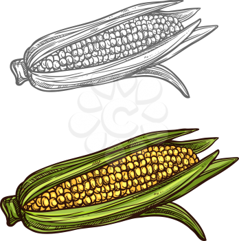 Corn sketch icon. Vector isolated symbol of fresh farm grown vegetarian corn cob or maize sweet corn vegetable fruit for veggie salad or grocery store, farm market or botanical design