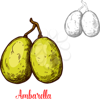 Ambarella fruit sketch isolated icon. Vector botanical sketch design of spondias dulcis whole or exotic tropical June plum whole fruits for jam or juice dessert and farmer market