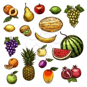 Fruits sketch isolated icons of fresh organic farm apple, pear and grape or exotic pineapple. Vector harvest of orange, lemon or peach and tropical banana, melon and watermelon or mango fruit