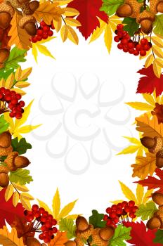 Autumn frame of fall season leaf, acorn and berry. Yellow, orange and red foliage of maple, chestnut and oak tree, acorn and rowan berry border with copy space in center for autumn nature design