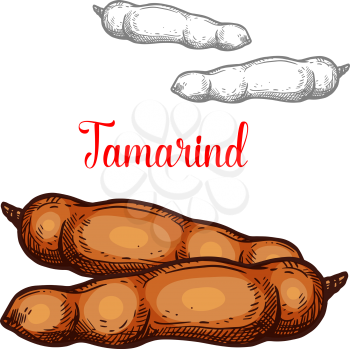 Tamarind exotic fruit sketch isolated icon. Vector botanical sketch design of whole or tropical tamarind plant nut pods for jam or farmer market and juice dessert