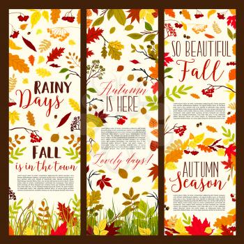 Autumn season banners fall foliage and falling leaves of maple, chestnut or poplar and birch tree. Vector set of rowanberry or rowan leaf and oak acorn pattern on autumn grass background