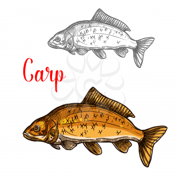 Carp freshwater fish isolated sketch. River or lake fresh mirror carp icon for fishing sport club symbol, fish market label or seafood restaurant menu design