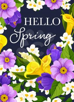 Hello Spring greeting card of springtime wishes and floral bunch for seasonal holidays. Vector springtime bouquet of blue crocuses and violets flowers bunches of blooming yellow callas blossoms