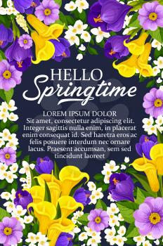 Hello Springtime wishes poster of daffodils, tulips and crocuses bouquet and seasonal spring quotes. Vector floral design of springtime snowdrops, crocuses or violets and tulips flowers