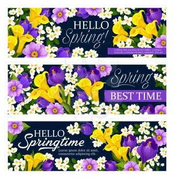 Hello Spring floral greeting banners for spring seasonal holiday wishes of calla lily and orchid or crocus flowers. Vector design of springtime blooming daisy and tulips or violets bunches