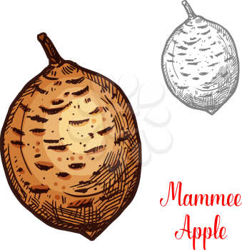 Mammee apple exotic fruit vector design. Mammee apple also known as American apricot isolated on white background. Colorful design sign of mammee apple, the same as mamey, mamey apple, Santo Domingo apricot or tropical apricot