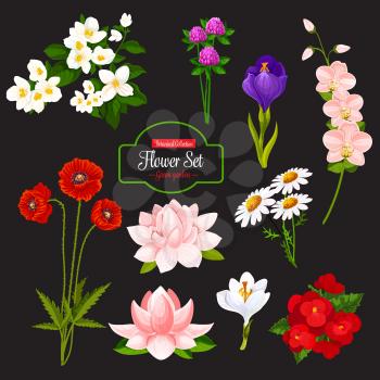 Flower icon with set of blooming garden plant. Chamomile, poppy and orchid, crocus, jasmine and clover, begonia and water lily, floral bunch of spring and wild field flower, green leaf and branch
