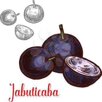 Jabuticaba fruit of exotic Brazilian tree sketch. Purple berry of ripe jaboticaba isolated icon for natural juice, tropical food ingredient, healthy vegetarian jam and dessert design