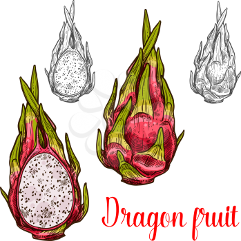 Dragon fruit pitaya fruit sketch icon. Vector isolated symbol of fresh whole of exotic tropical dragonfruit pitahaya botanical sketch design or whole and slice cut fruits dessert or farmer market