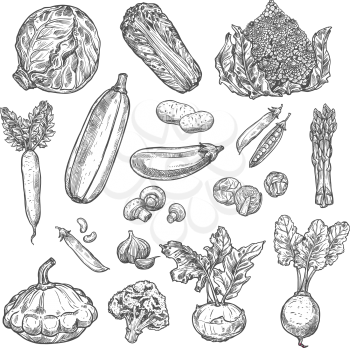 Vegetables sketch icons of fresh organic vegetarian cabbage, carrot and tomato. Vector vegan farm harvest of radish, beet or pumpkin and sorrel, spinach and asparagus or broccoli and cauliflower