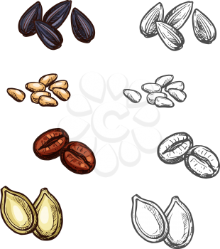 Nuts, beans and seeds color sketch icons Vector isolated botanical design of coffee beans, sunflower or pumpkin seeds and pine nuts for culinary cuisine cooking or vegetarian farm market