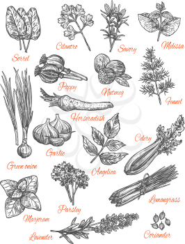 Herbs and spices sketch icons. Vector isolated set of sorrel, cilantro or savory and melissa flavorings, poppy and numteg or fennel spice seasoning, horseradish and garlic vegetable