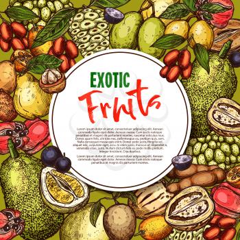 Exotic fruits sketch poster of tropical passion fruit, mangosteen or tamarind and guava, lychee or durian and kiwi or papaya and feijoa or juicy dragon fruit and jackfruit