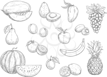 Fruit isolated sketches. Apple, orange, banana, lemon, pear and peach, grape, pineapple, kiwi and mango, watermelon, avocado and plum, melon and apricot fruit for organic food and juice design